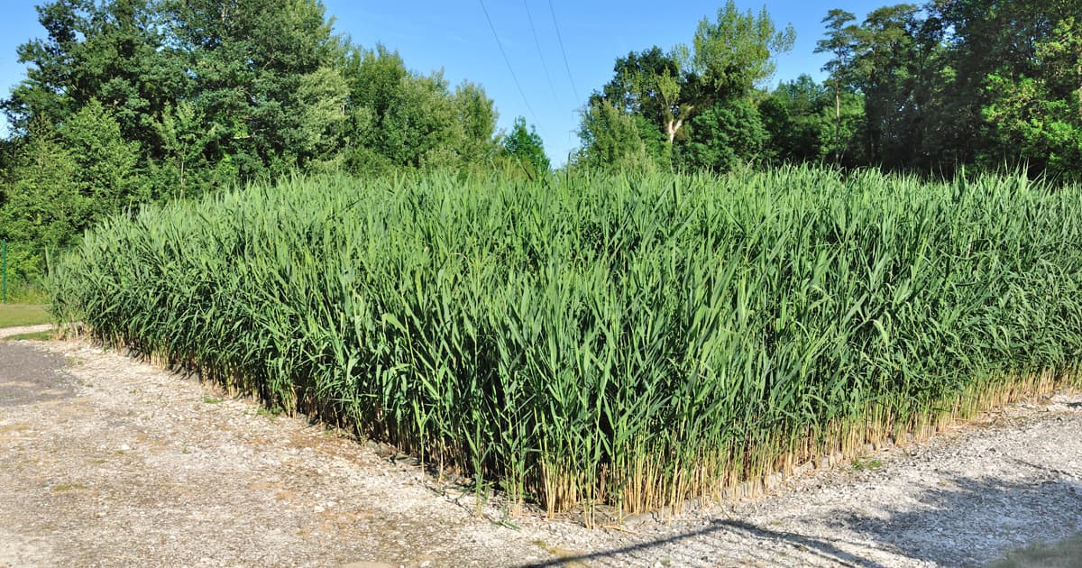 Station de traitement industrielle par filtre planté